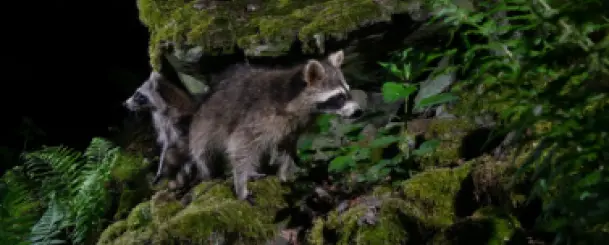 Racoon Stealer powraca — jak chronić swoją organizację