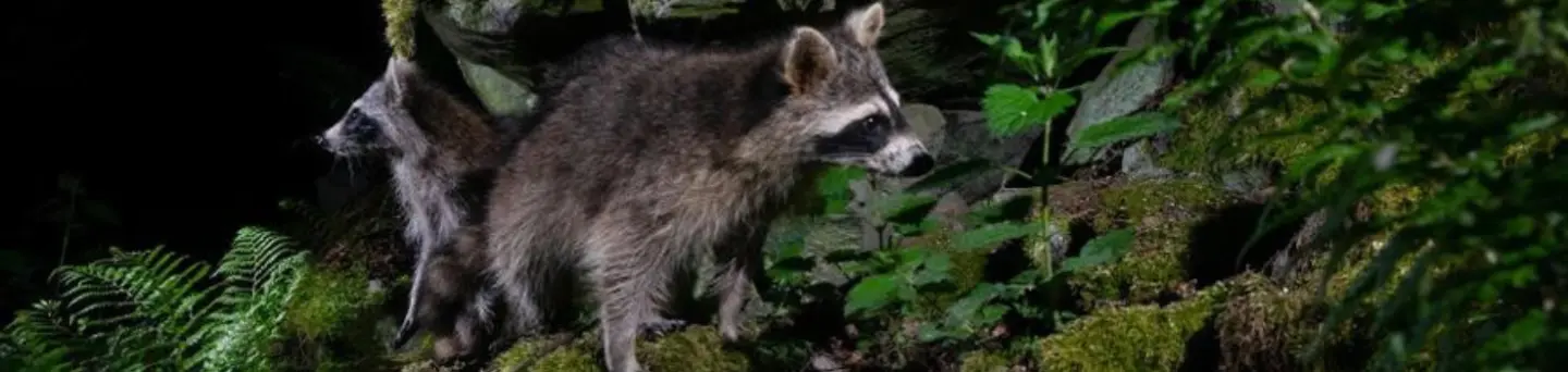Racoon Stealer powraca —&nbsp;jak chronić swoją organizację