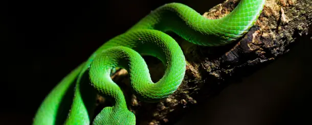 Snake Keylogger - Nowy wariant, który unika systemów zabezpieczeń