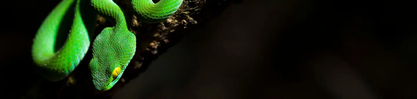 Snake Keylogger - Nowy wariant, który unika systemów zabezpieczeń