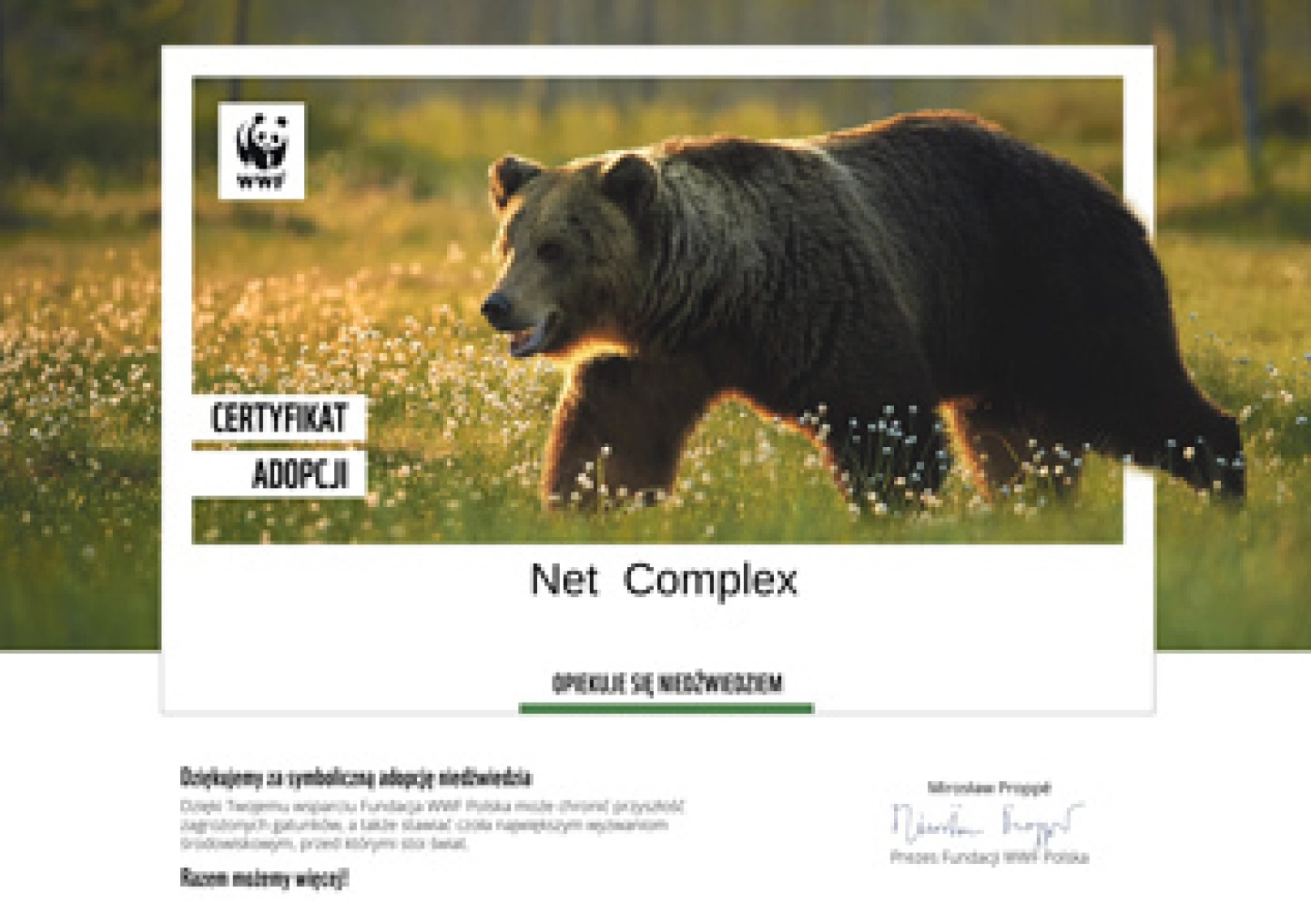 certyfikat adopcji niedźwiedzia